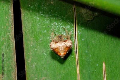 Papier peint  A vulnerable and endemic Debeer’s Bolas Spider (Cladomelea debeeri) on its web under a large Strelitzia leaf during a warm summer's evening