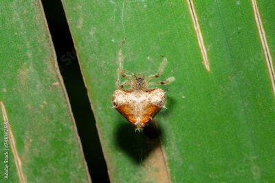 Papier peint  A vulnerable and endemic Debeer’s Bolas Spider (Cladomelea debeeri) on its web under a large Strelitzia leaf during a warm summer's evening