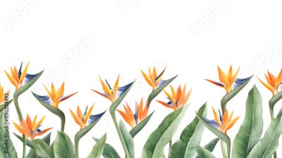 Papier peint  A watercolor botanical illustration of strelitzia flowers, commonly called bird of paradise, arranged in a horizontal border on a white background. These tropical plant flowers are isolated for