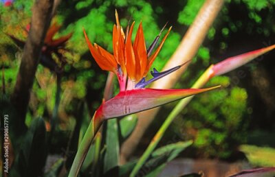 Papier peint  A weeping Bird of Paradise. (Strelitzia).
