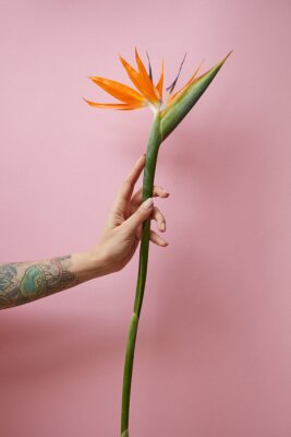 Papier peint  A woman's hand with a tattoo holds an exotic flower of strelitzia on a pink background with copy space. Mother's day concept