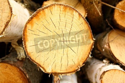 Papier peint  Abattre un bouleau