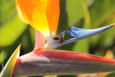Papier peint  Abeille dans Strelitzia reginae