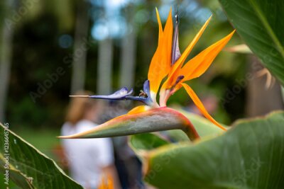 Papier peint  Abeja en Strelitzia reginae