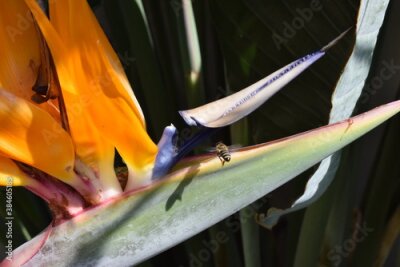 Papier peint  abeja y strelitzia