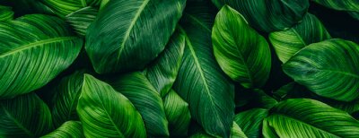 Sticker  abstract green leaf texture, nature background, tropical leaf 