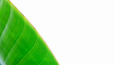 Papier peint  Abstract macro close up of bird of paradise / Strelitzia nicolai leaf edge diagonal on white background with room for text