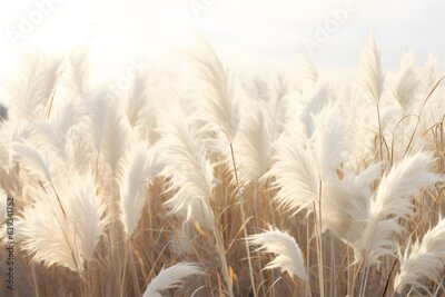 Papier peint  Abstract natural background of soft plants. Cortaderia. Fashionable pampas grass in neutral pastel colors. Dry reeds boho style. Aesthetic nature landscape