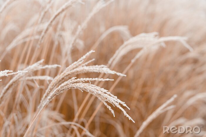 Papier peint  Abstract natural background of soft plants Cortaderia selloana. Frosted pampas grass on a blurry bokeh, Dry reeds boho style. Patterns on the first ice. Earth watching