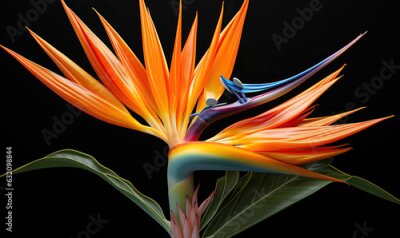 Papier peint  Abstract strelitzia flower on a dark background.