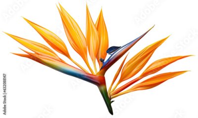 Papier peint  Abstract strelitzia flower on a white background.