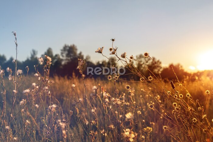 Papier peint  Abstract warm landscape of dry wildflower and grass meadow on warm golden hour sunset or sunrise time. Tranquil autumn fall nature field background. Soft golden hour sunlight at countryside