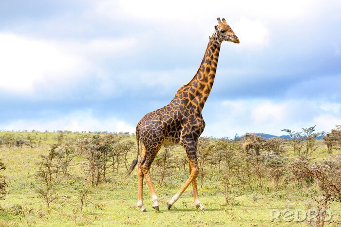 Papier peint  Adult giraffe in the African savannah, Ngorongoro National Park, Tanzania. A nice day of photographic safari in Africa. Wild tourism