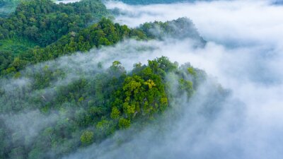 Papier peint  Aerial view of morning mist at tropical rainforest mountain, background of forest and mist, Aerial top view background forest.