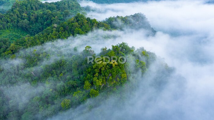 Papier peint  Aerial view of morning mist at tropical rainforest mountain, background of forest and mist, Aerial top view background forest.