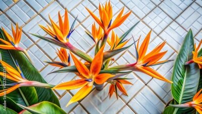 Papier peint  Aerial View Strelitzia Reginae Flowers Orange White Background Pattern Drone Photography