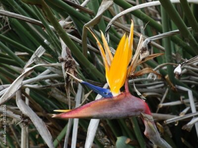 Papier peint  African desert banana (Strelitzia juncea) flower in Albert Park, Aukland, New Zealand