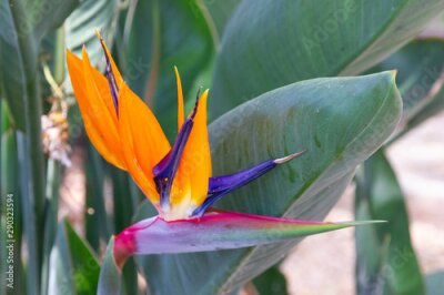 Papier peint  African exotic orange big flower - bird of paradise (strelitzia flower)