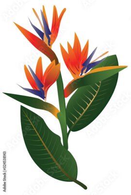 Papier peint  African flower - Strelitzia royal