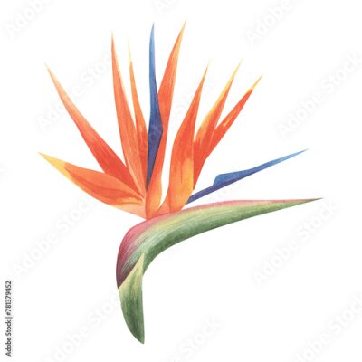 Papier peint  african flowers, strelitzia on an isolated white background, watercolor botanical painting, hand drawing