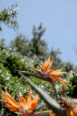 Papier peint  African flowers. Strelitzia reginae, Paradise Bird flower against the backdrop of a hill and blue sky. Flora of South Africa. Amazing creation of nature, blossom plant, botanical garden wallpaper