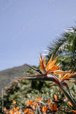Papier peint  African flowers. Strelitzia reginae, Paradise Bird flower against the backdrop of a hill and blue sky. Flora of South Africa. Amazing creation of nature, blossom plant, botanical garden wallpaper