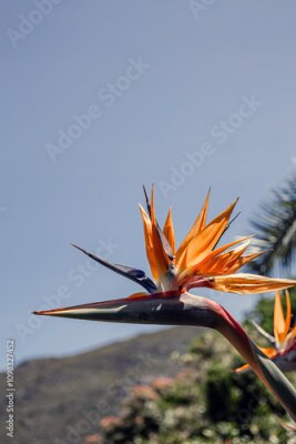 Papier peint  African flowers. Strelitzia reginae, Paradise Bird flower against the backdrop of a hill and blue sky. Flora of South Africa. Amazing creation of nature, blossom plant, botanical garden wallpaper