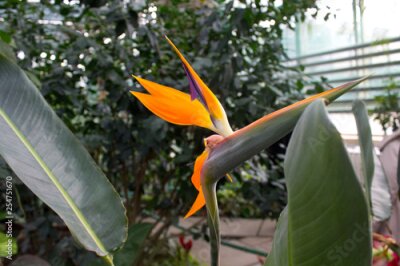 Papier peint  African strelitzia, bird of paradise