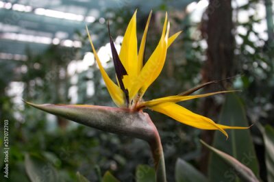 Papier peint  African strelitzia, bird of paradise