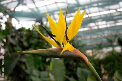 Papier peint  African strelitzia, bird of paradise