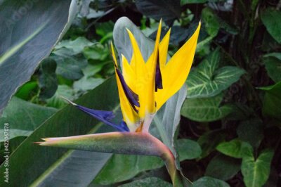Papier peint  African strelitzia, tropical flower, bird of paradise in the garden.
