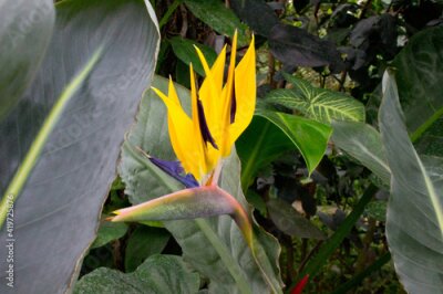 Papier peint  African strelitzia, tropical flower, bird of paradise in the garden.