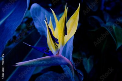 Papier peint  African strelitzia, tropical flower, bird of paradise in the garden.