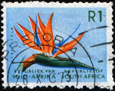 Papier peint  Afrique du Sud - circa 1961: un timbre imprimé en Afrique du Sud montre Strelitzia reginae, vers 1961