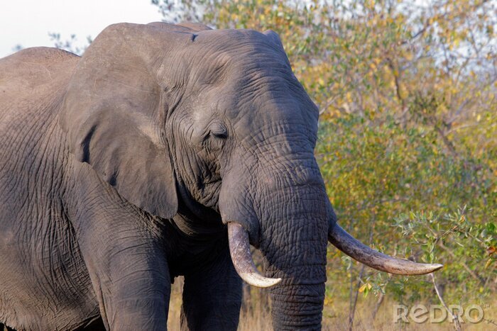 Papier peint  Afrique éléphant de taureau, le parc national Kruger, en Afrique du Sud