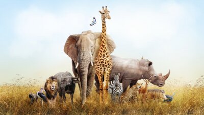 Afrique safari animaux