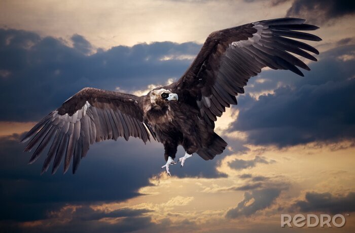 Papier peint  Aigle au vol et nuages