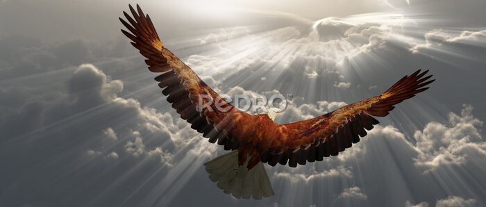 Papier peint  Aigle en vol au-dessus des nuages