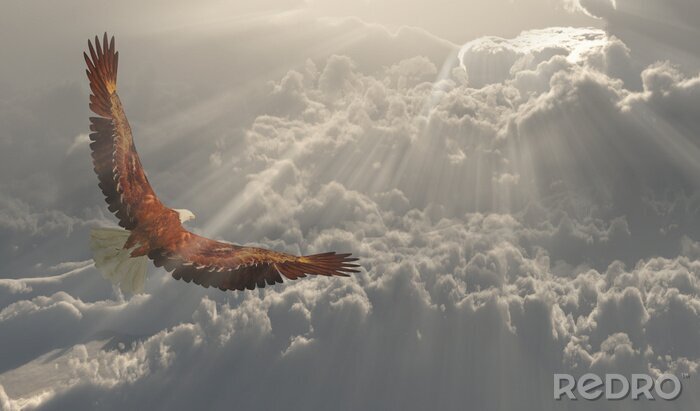 Papier peint  Aigle et rayons du soleil