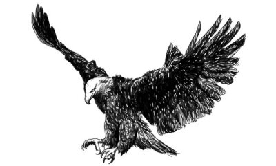 Papier peint  Aigle monochrome aux ailes déployées
