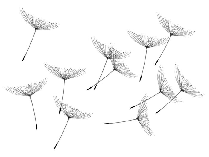 Papier peint  Aigrettes de pissenlit en plein vol