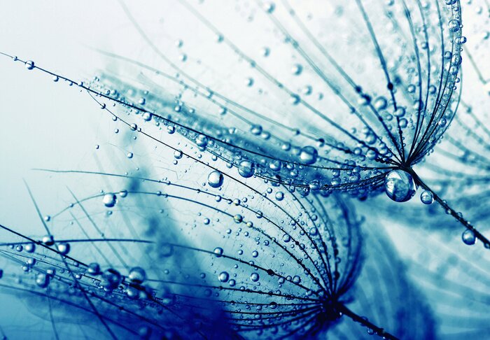 Papier peint  Aigrettes de pissenlit et rosée