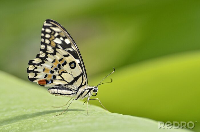 Papier peint  Ailes de papillon