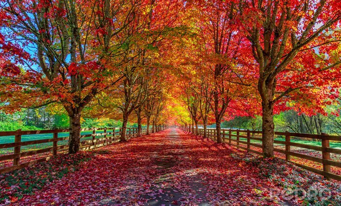 Papier peint  Allée d'arbres d'automne