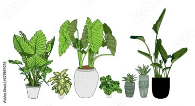 Papier peint  Alocasia, Dieffenbachia, Strelitzia and Haworthia. Houseplant collection in a pot isolated on white background. Home flowers clipart.