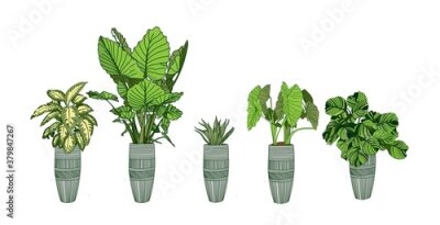 Papier peint  Alocasia, Dieffenbachia, Strelitzia and Haworthia. Houseplant collection in a pot isolated on white background. Home flowers clipart.