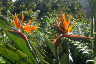 Papier peint  Amazing flowers of Strelitzia reginae, commonly known as the crane flower or bird of paradise, met on Gran Canaria, Canary Islands, Spain.