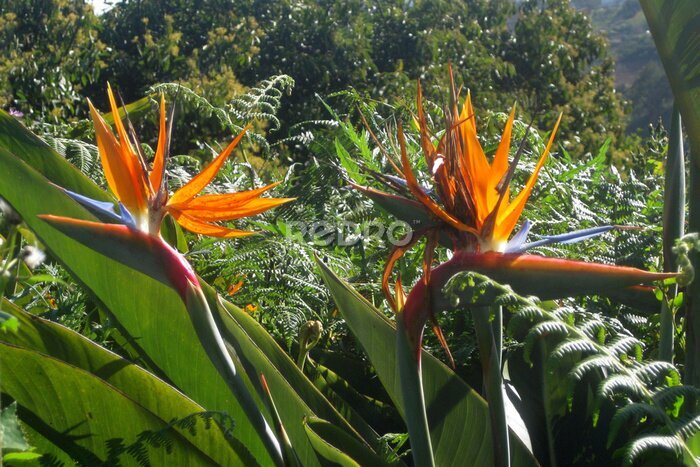 Papier peint  Amazing flowers of Strelitzia reginae, commonly known as the crane flower or bird of paradise, met on Gran Canaria, Canary Islands, Spain.