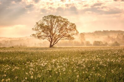 Papier peint  Amazing nature landscape with single tree and flowering meadow of white wild growing narcissus flowers in morning dew at sunrise. Daffodil valley, nature reserve near Khust, Transcarpathia, Ukraine