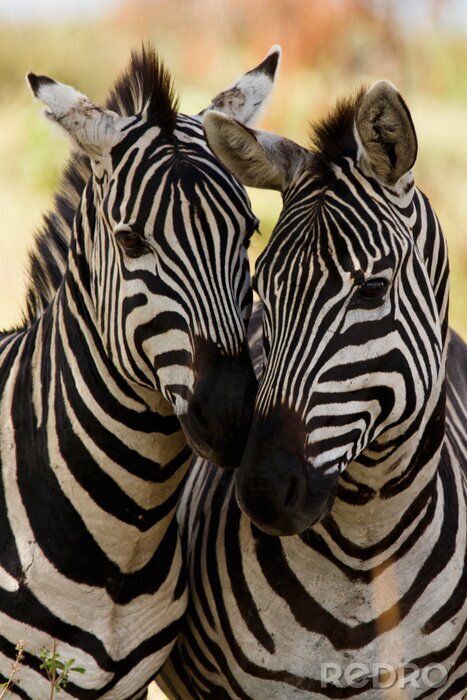 Papier peint  amis Zebra